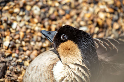 Close-up of bird