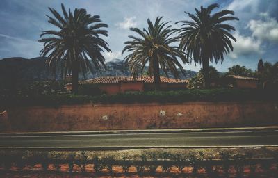 Palm trees against sky