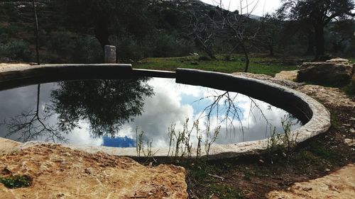 Reflection of trees in water