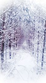 Close-up of frozen trees during winter