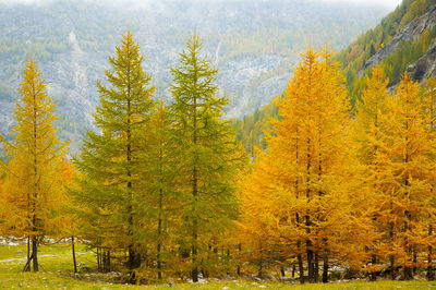Trees in forest during autumn