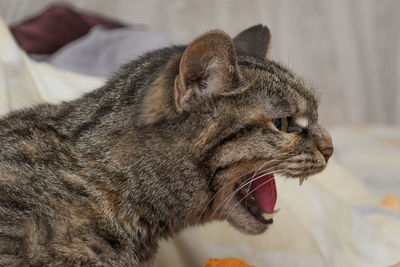 Close-up of cat yawning