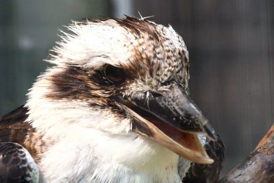 Close-up of a bird