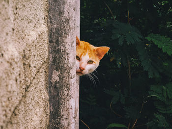 A cat looking in front