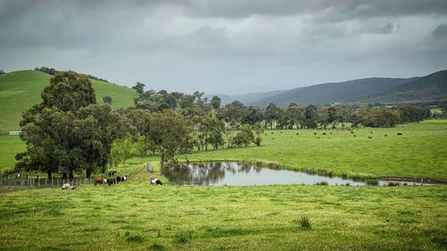 Trees on field by lake against sky