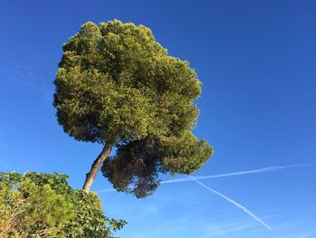 Tree against clear blue sky