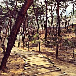 Empty road amidst trees