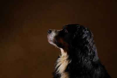 Close-up of dog looking away against black background