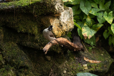 Bird perching on a tree