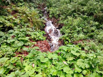 Plants growing in water