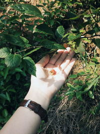 Cropped hand holding leaf