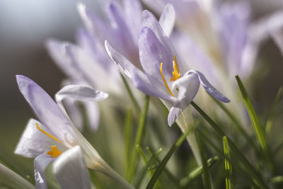 Close-up of purple flowers blooming outdoors