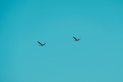 Low angle view of birds flying in sky