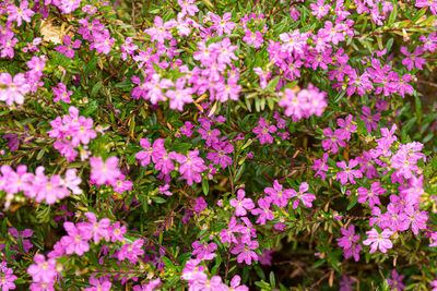 High angle view of pink flowering plants