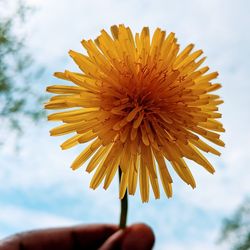 Close-up of hand holding yellow flower against sky