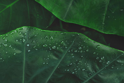 Close-up of wet leaves on rainy day