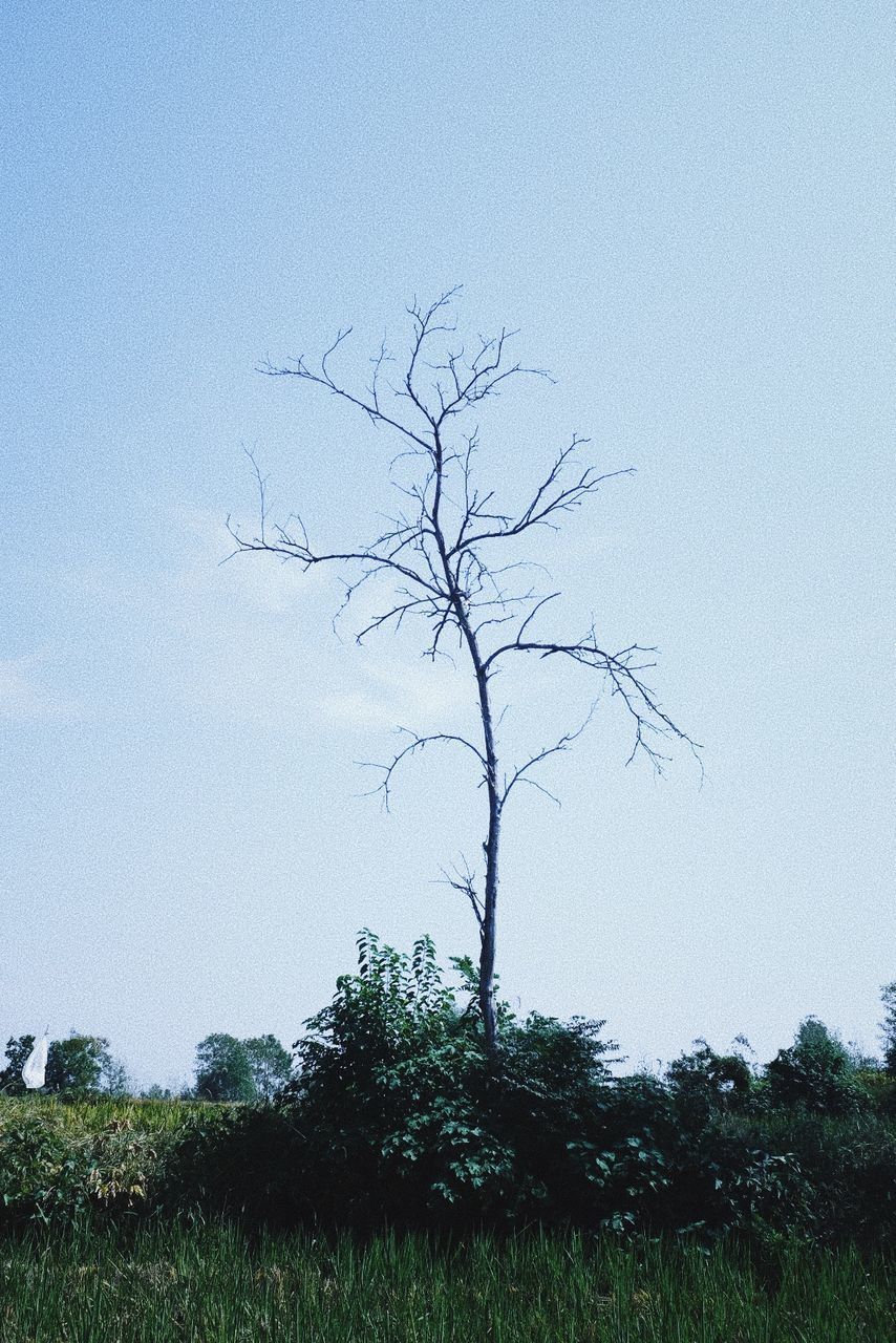 BARE TREE ON LANDSCAPE AGAINST CLEAR SKY