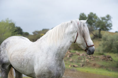 White horse in the field