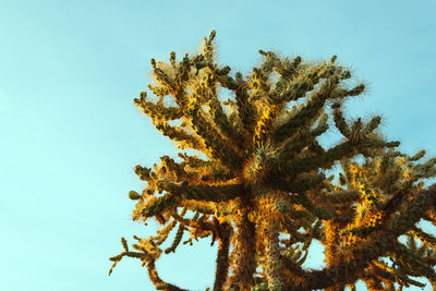 Low angle view of cactus against clear sky