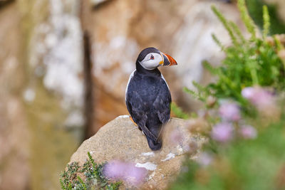 Puffin standing on a rock cliff . fratercula arctica 