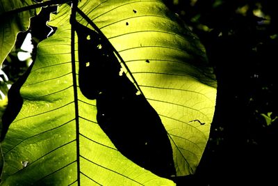 Low angle view of leaf