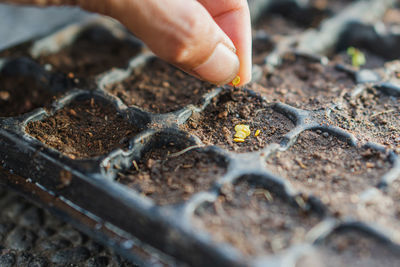 Cropped hand of person holding plant