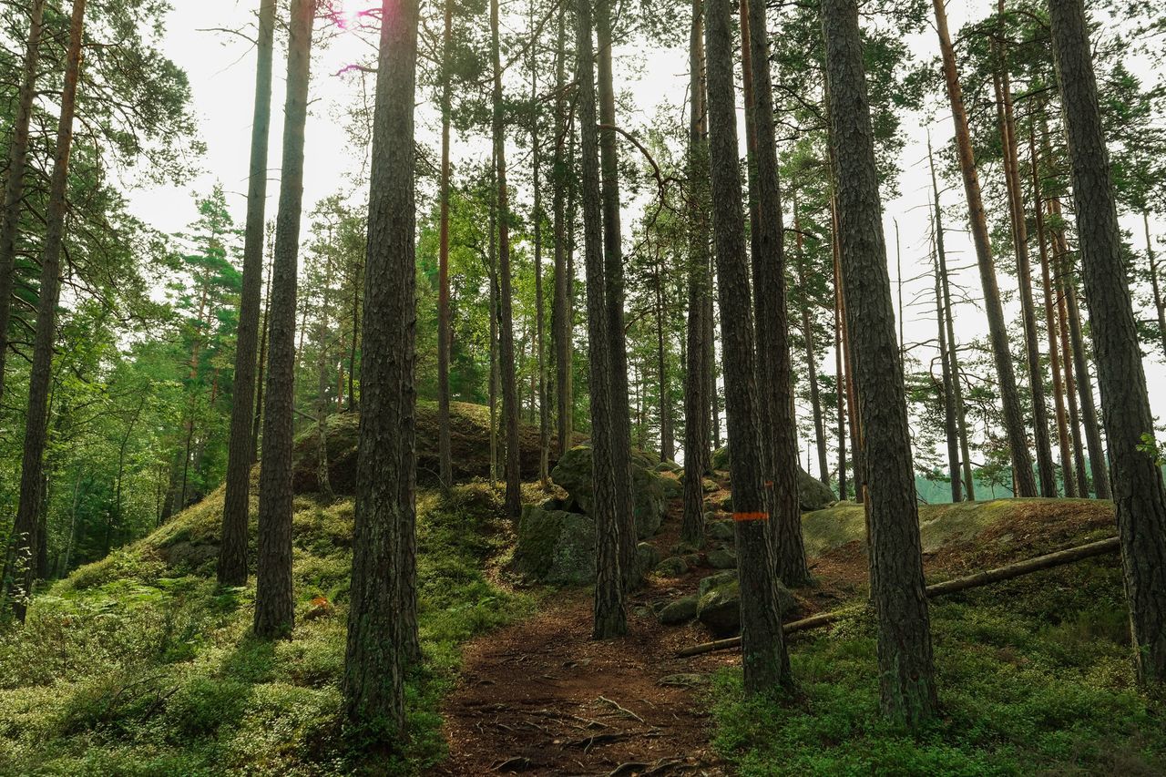 tree, forest, tranquility, tree trunk, growth, woodland, tranquil scene, nature, beauty in nature, scenics, landscape, green color, non-urban scene, branch, day, outdoors, idyllic, no people, grass, plant