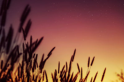 Low angle view of plants against sky at night