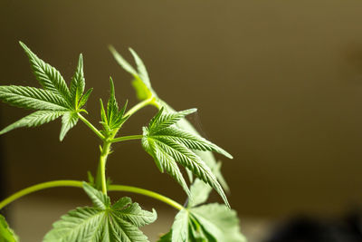 Close-up of fresh green leaves