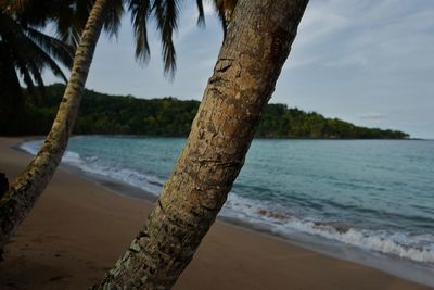 Palm trees on beach