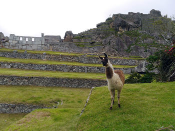 View of a horse on field