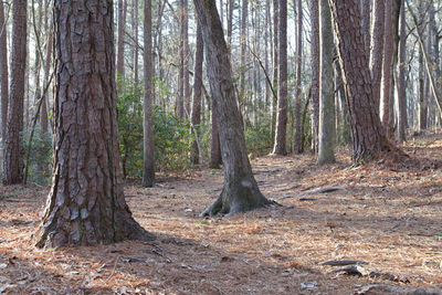 Trees growing in forest