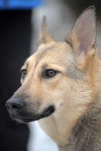 Close-up portrait of dog