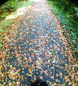 Close-up of dry leaves on street