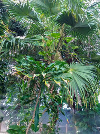 Close-up of palm trees