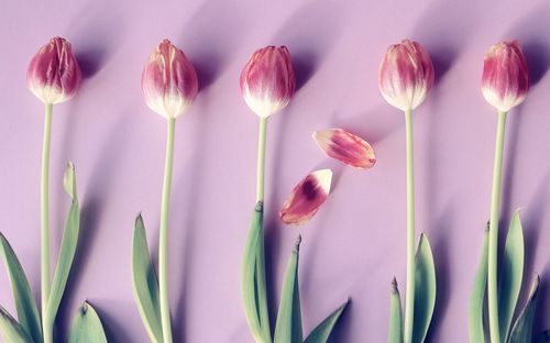 Directly above shot of tulips on table