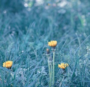 Close-up of yellow flowering plant on field