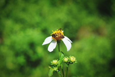 Close-up of insect on flower