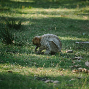 Lion on field