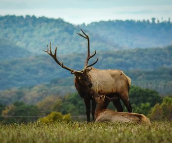 Deer standing on field against sky