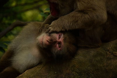 Portrait of a monkey