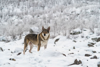 Wolf on snow covered land