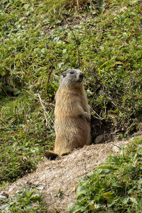 Alpine marmot in high mountains in bavaria, germany in autumn