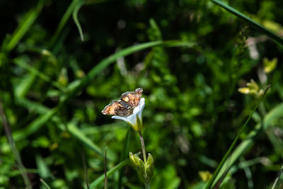 Close-up of butterfly on leaf