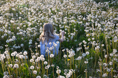 Rear view of girl playing amidst dandelions on field