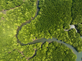 Amazing abundant mangrove forest, aerial view of forest trees rainforest  