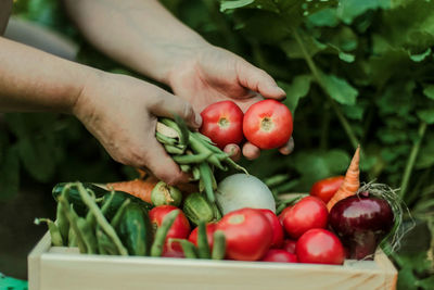 Cropped hand of man picking tomatoes