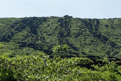 Scenic view of forest against sky