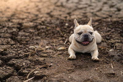 Portrait of dog in mud
