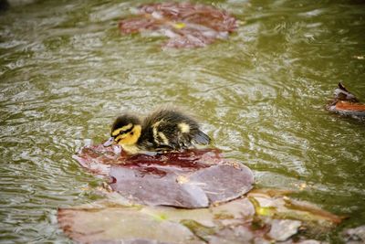 High angle view of a duck in lake